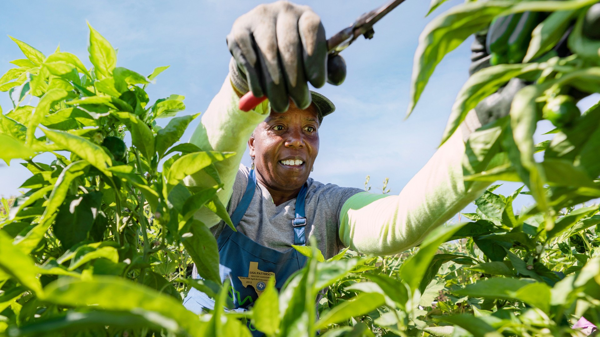 Texas farmer harvesting